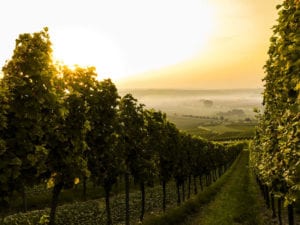 germany vineyard