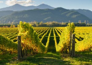 new zealand vineyard