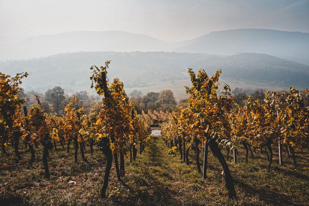 Mountain-Vineyard