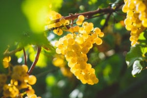 Yellow-Grapes
